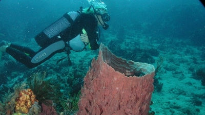 Diving safary - Karibik