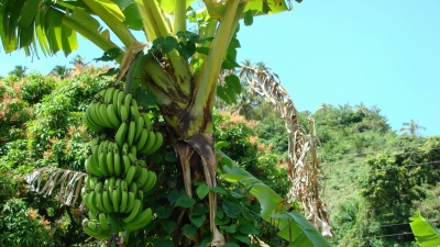 Banánová plantáž