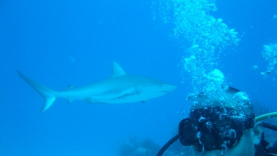 Shark dive