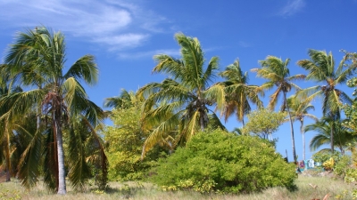 Palmový háj