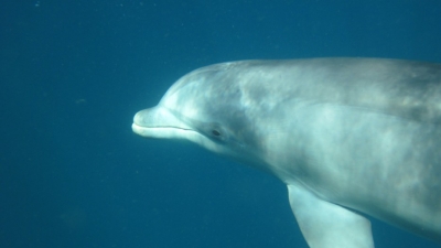 Delfín na kotvišti